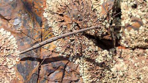 Stick Insect (Hyrtacus tuberculatus) (Hyrtacus tuberculatus)